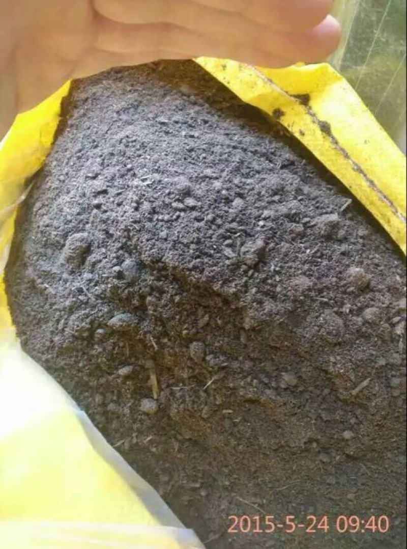 羊粪