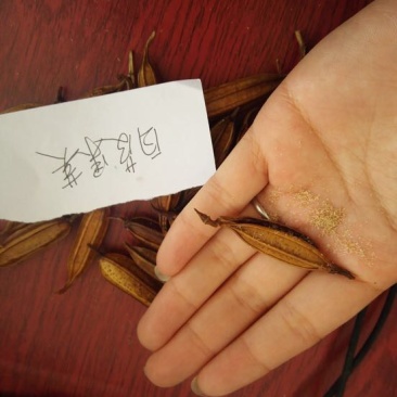 白芨种子100个包邮，带播种方法。。