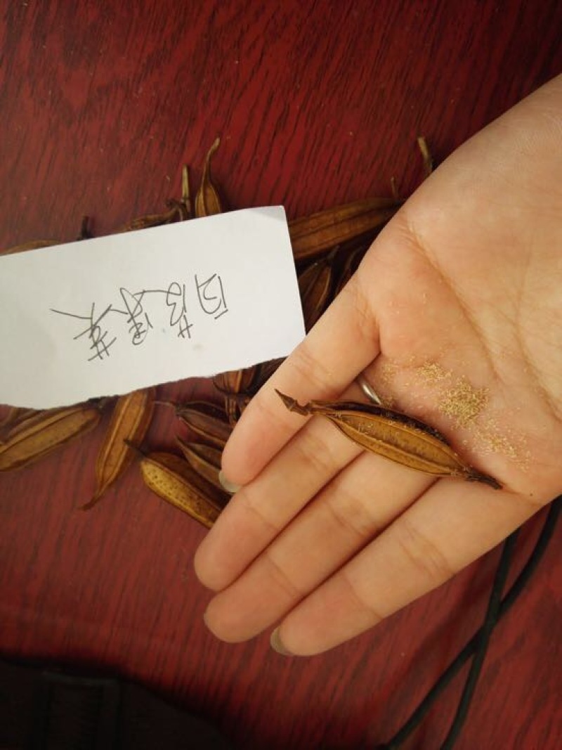 白芨种子100个包邮，带播种方法。。