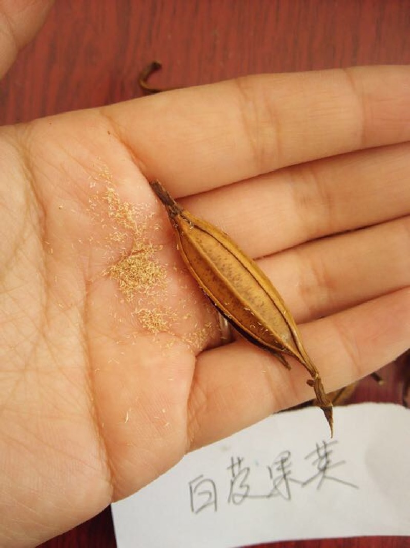 白芨种子100个包邮，带播种方法。。