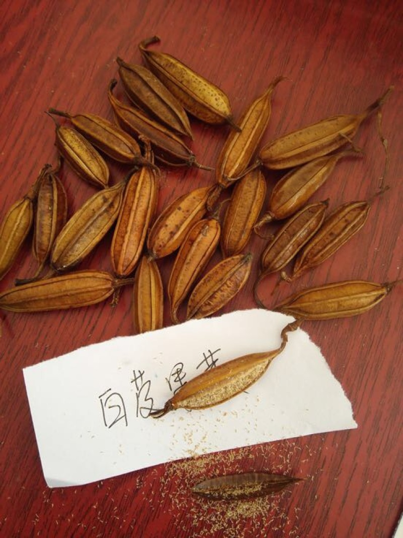 白芨种子100个包邮，带播种方法。。