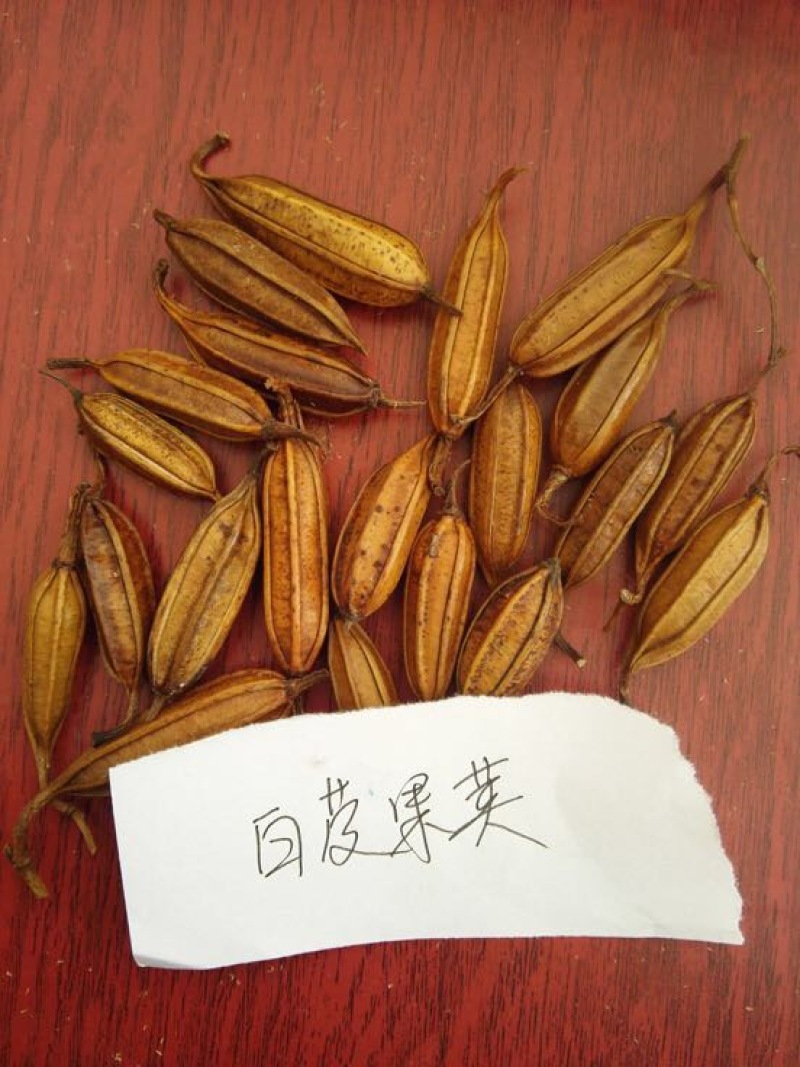 白芨种子100个包邮，带播种方法。。