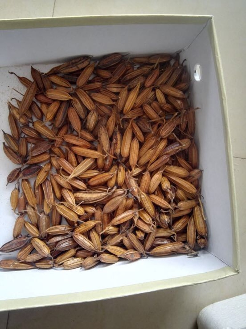 白芨种子100个包邮，带播种方法。。