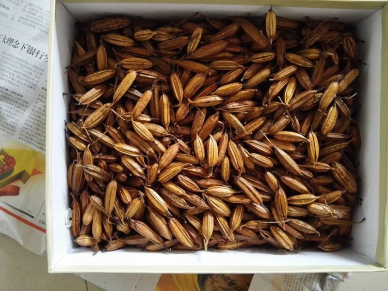 白芨种子100个包邮，带播种方法。。