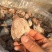 柿饼1~2两