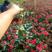 红帽月季花苗小区别墅地栽苗自家苗南北方种植