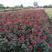 红帽月季花苗小区别墅地栽苗自家苗南北方种植