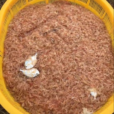 虾皮一级