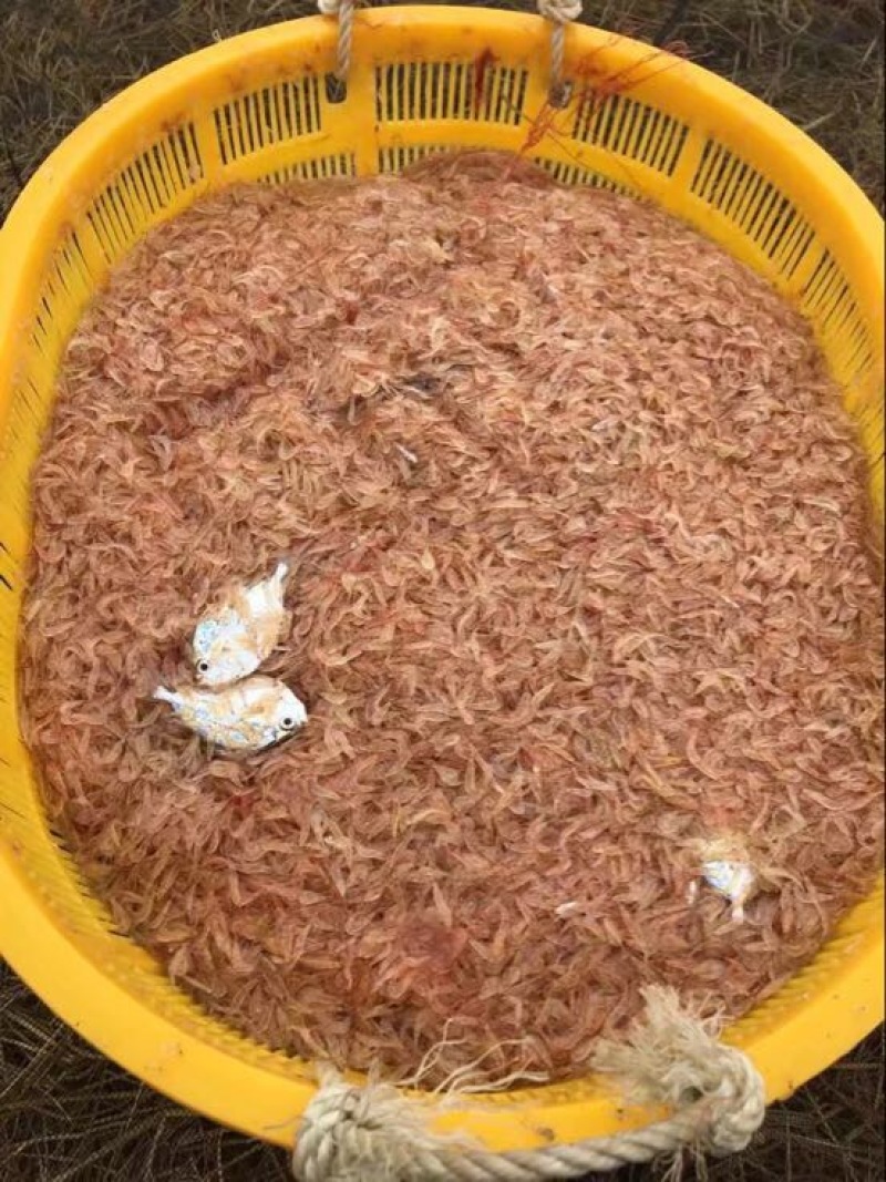 虾皮一级