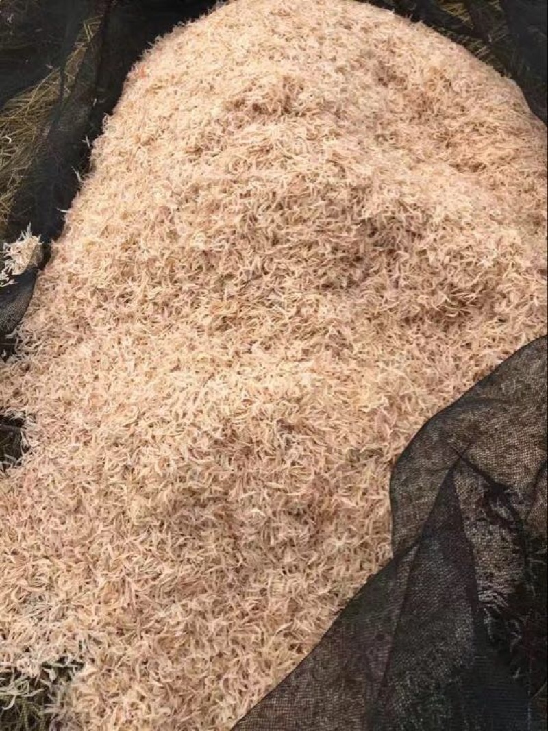 虾皮一级