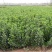 卫矛高度30-50高基地直销南北方种植室内室外