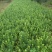 卫矛高度30-50高基地直销南北方种植室内室外