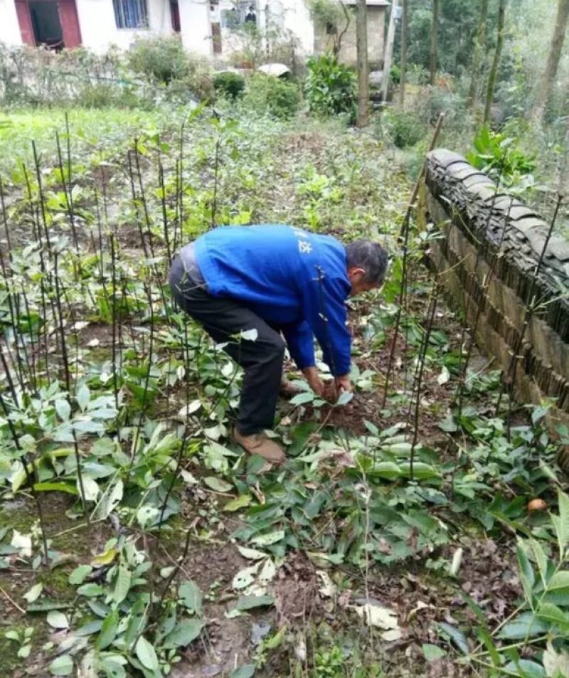 吴茱萸苗80cm以上