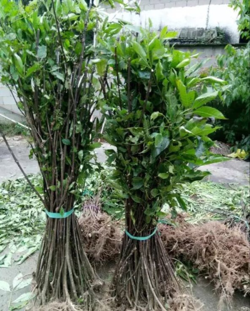 吴茱萸苗80cm以上