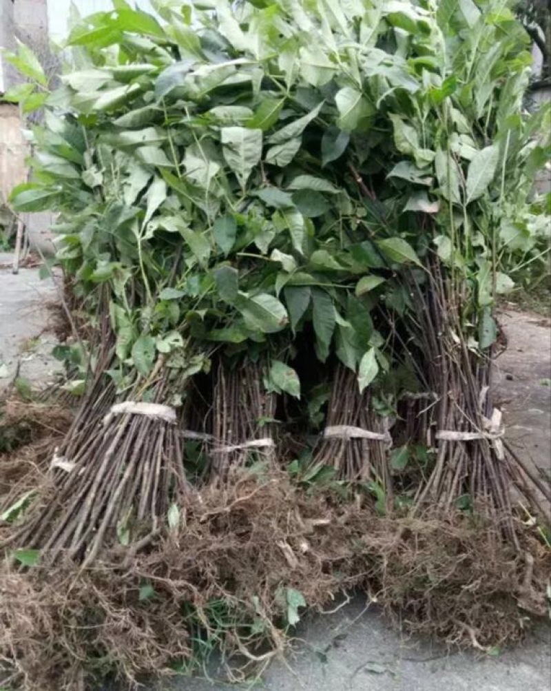 吴茱萸苗80cm以上