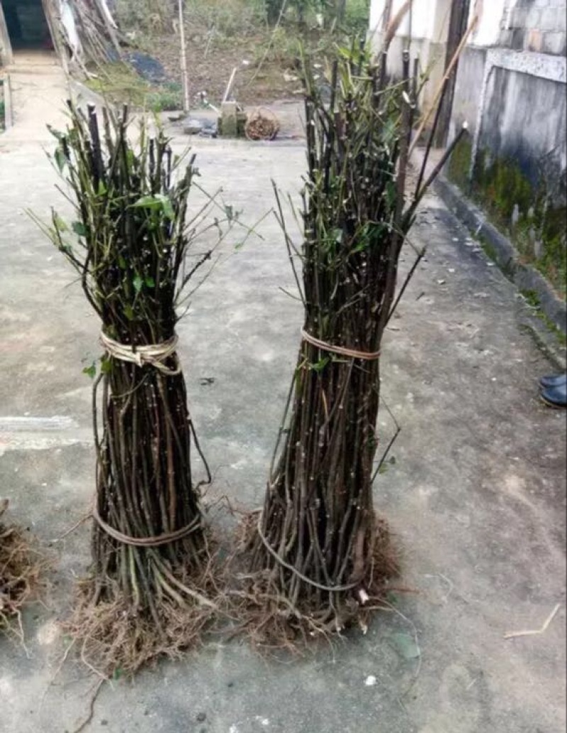 吴茱萸苗80cm以上