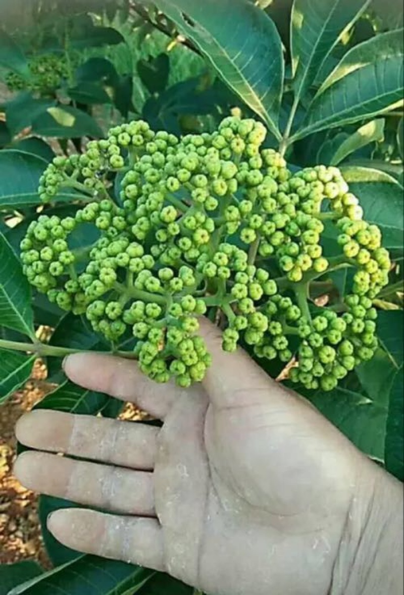 吴茱萸苗80cm以上