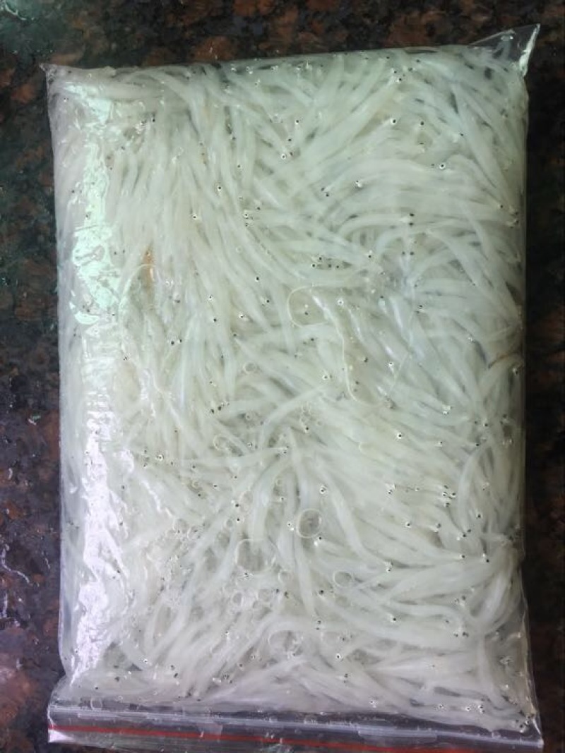 大银鱼冰鲜鱼小银鱼