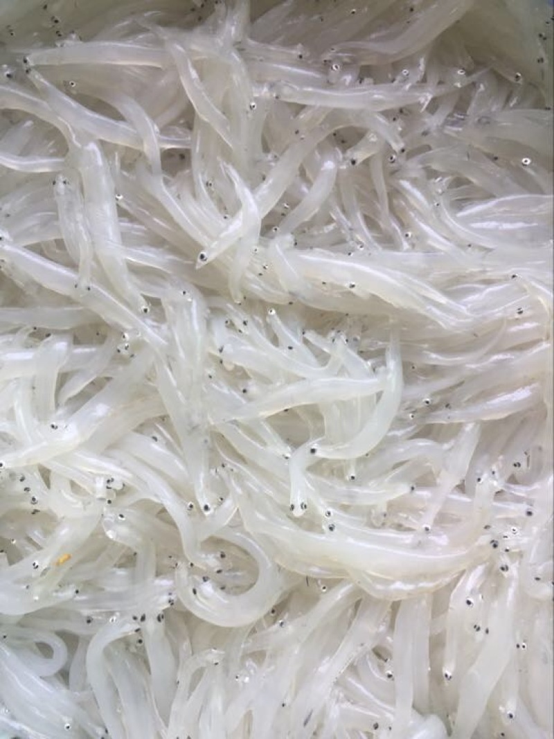 大银鱼冰鲜鱼小银鱼
