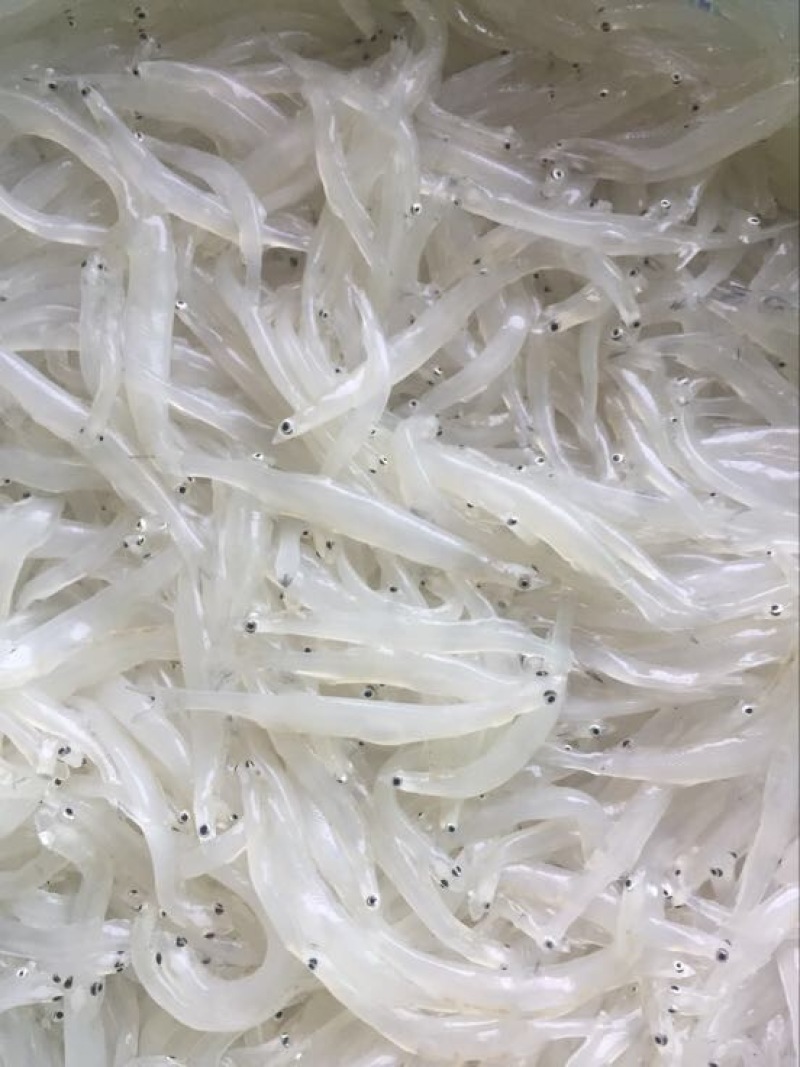 大银鱼冰鲜鱼小银鱼