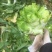 儿菜5两以上