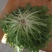 精品苦菊，15～20cm左右，产地直销，诚信为主