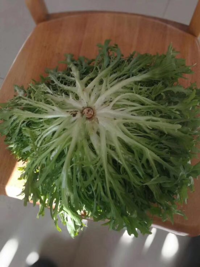 精品苦菊，15～20cm左右，产地直销，诚信为主