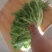 精品苦菊，15～20cm左右，产地直销，诚信为主