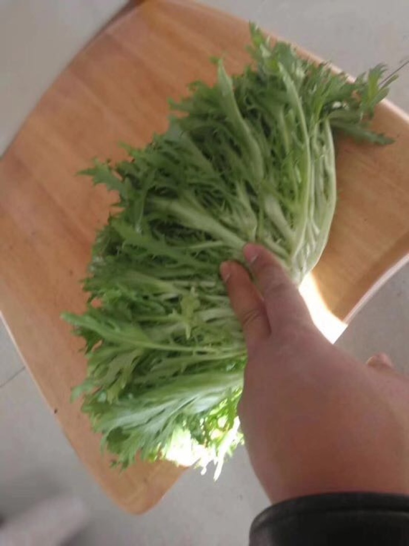 精品苦菊，15～20cm左右，产地直销，诚信为主