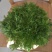 精品苦菊，15～20cm左右，产地直销，诚信为主