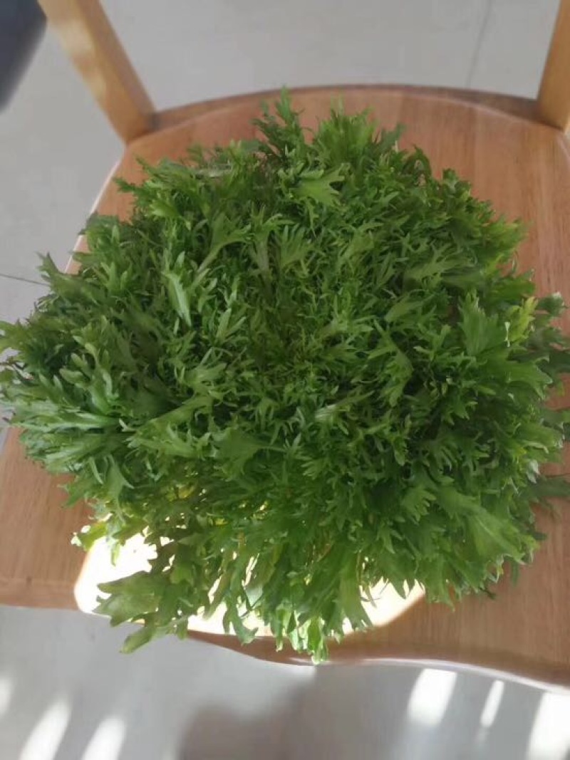 精品苦菊，15～20cm左右，产地直销，诚信为主