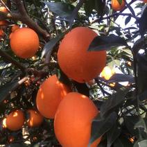 橙子👉优质长虹脐橙🔥果皮光滑💯高品质✨见货定价