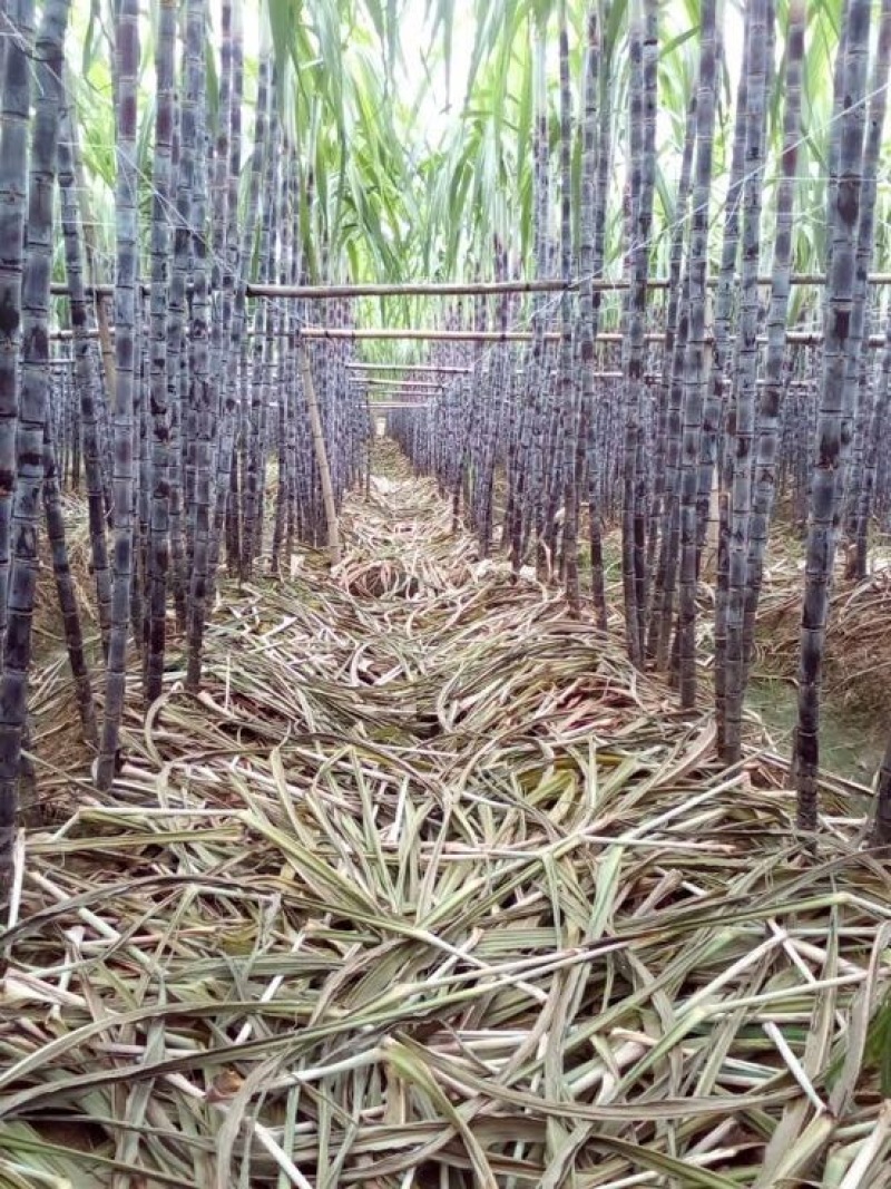优质广西黑皮甘蔗大量上市万亩产地直销有便宜回程车