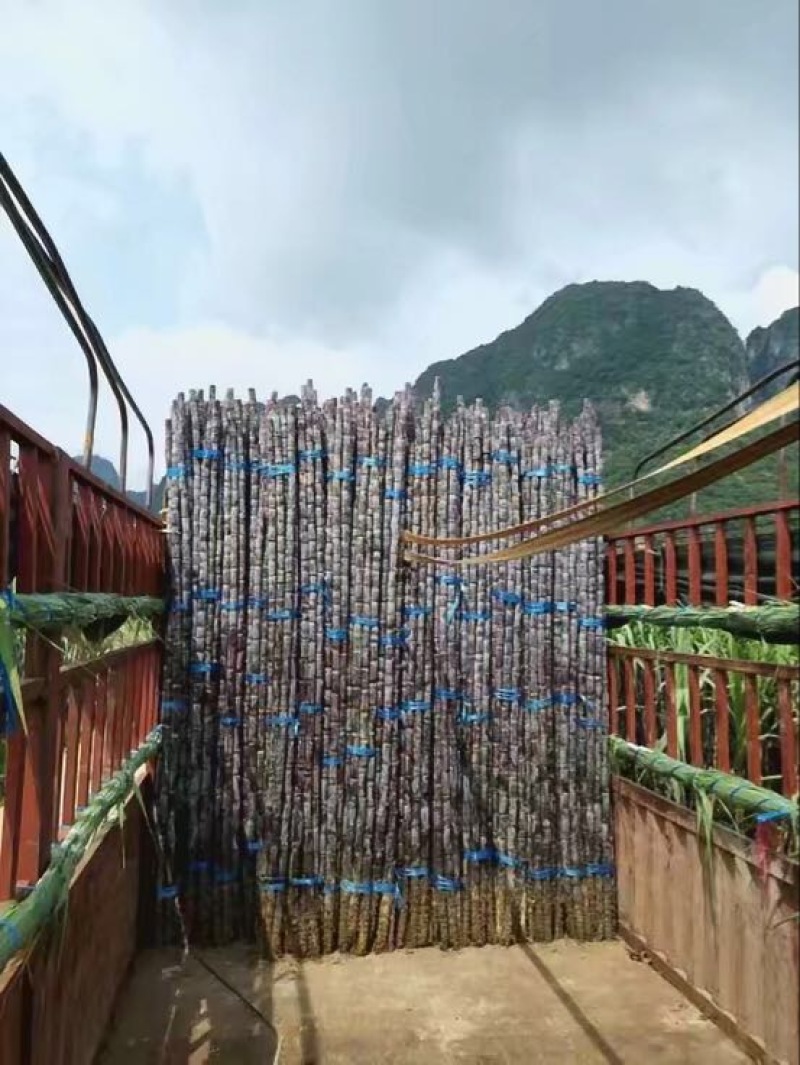 优质广西黑皮甘蔗大量上市万亩产地直销有便宜回程车