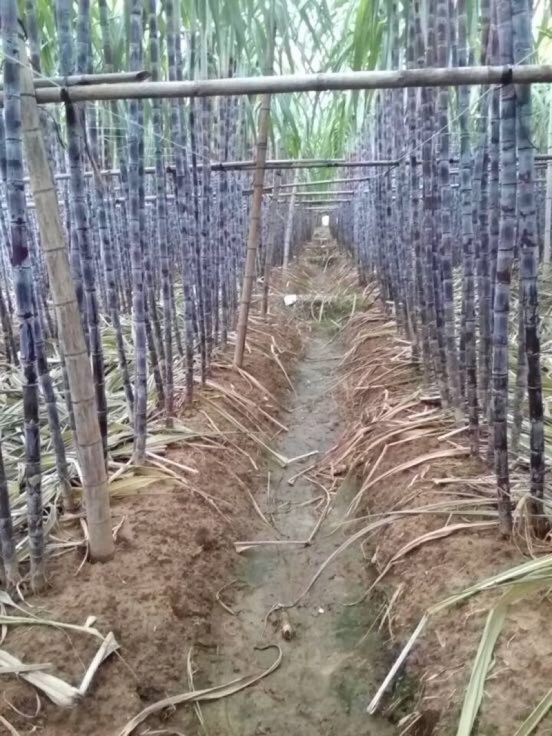 优质广西黑皮甘蔗大量上市万亩产地直销有便宜回程车