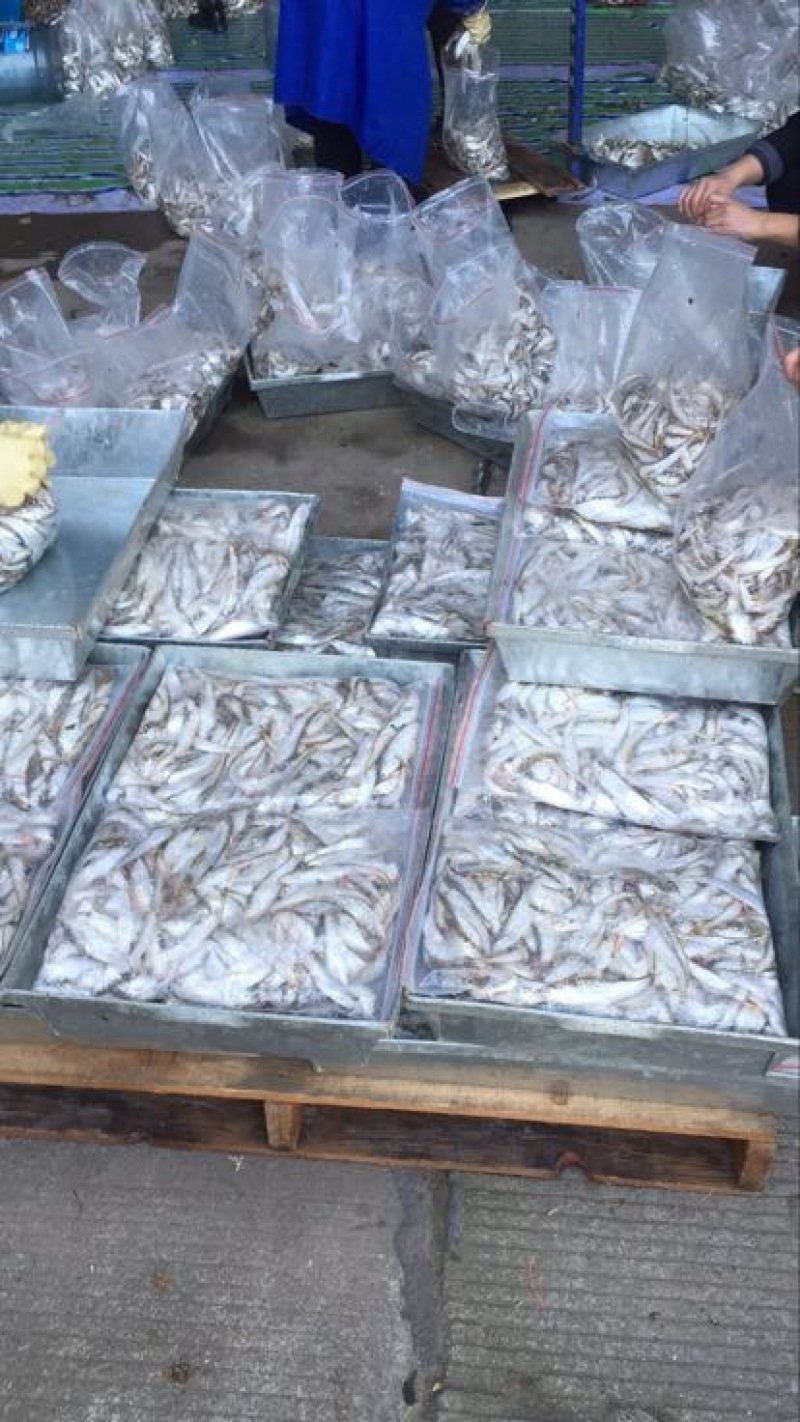毛刀鱼食用冰鲜鱼