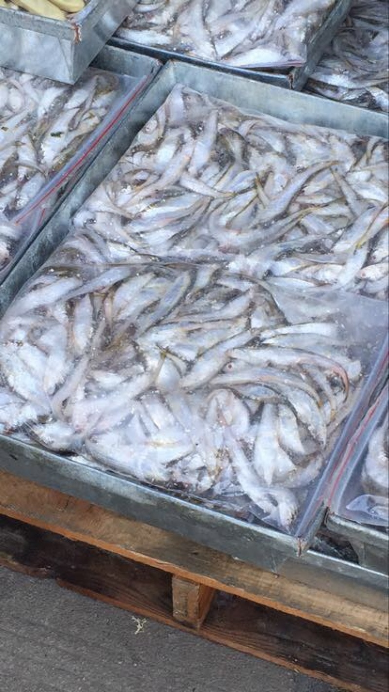 毛刀鱼食用冰鲜鱼