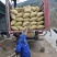 广西高山野生落地油茶籽