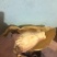 棕笋0.8斤