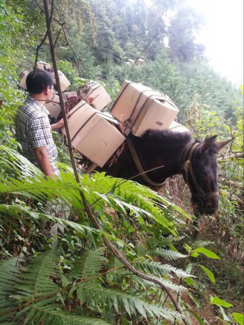 大黄姜5两以上带土