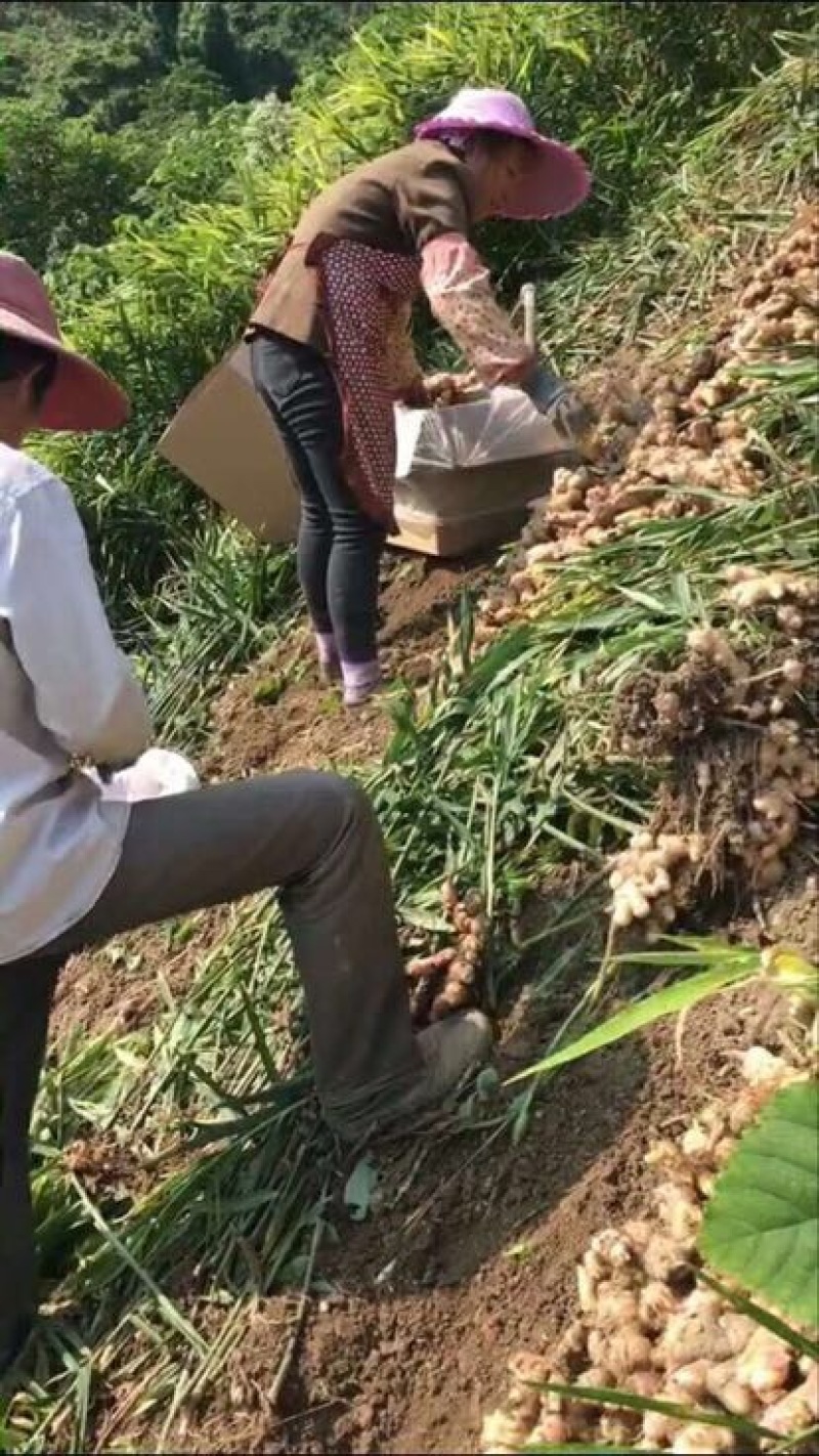 大黄姜5两以上带土