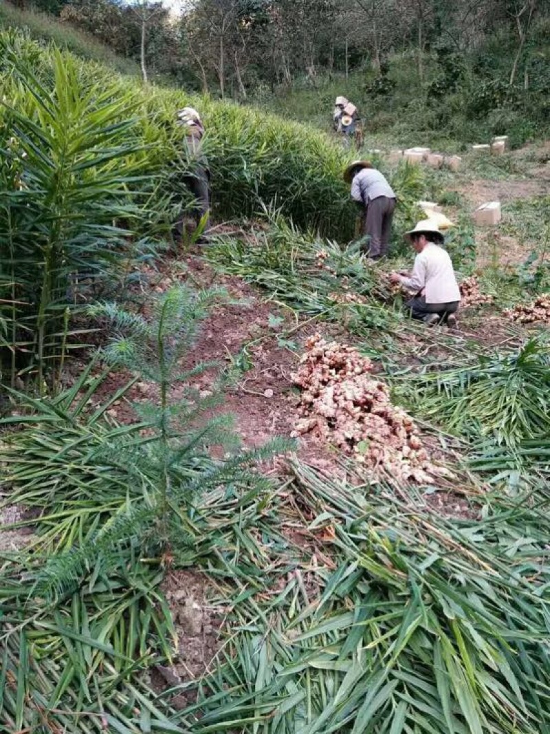 大黄姜5两以上带土