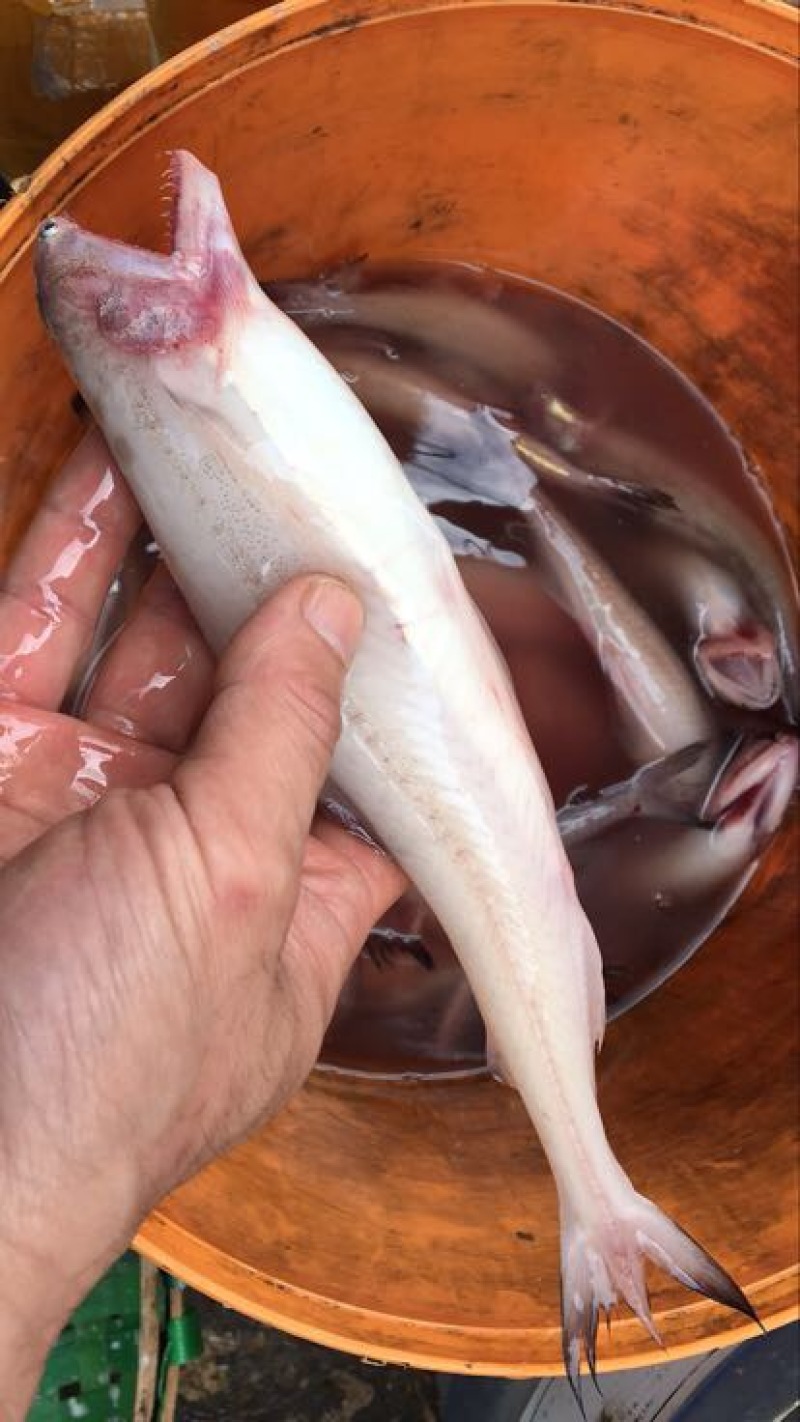龙头鱼