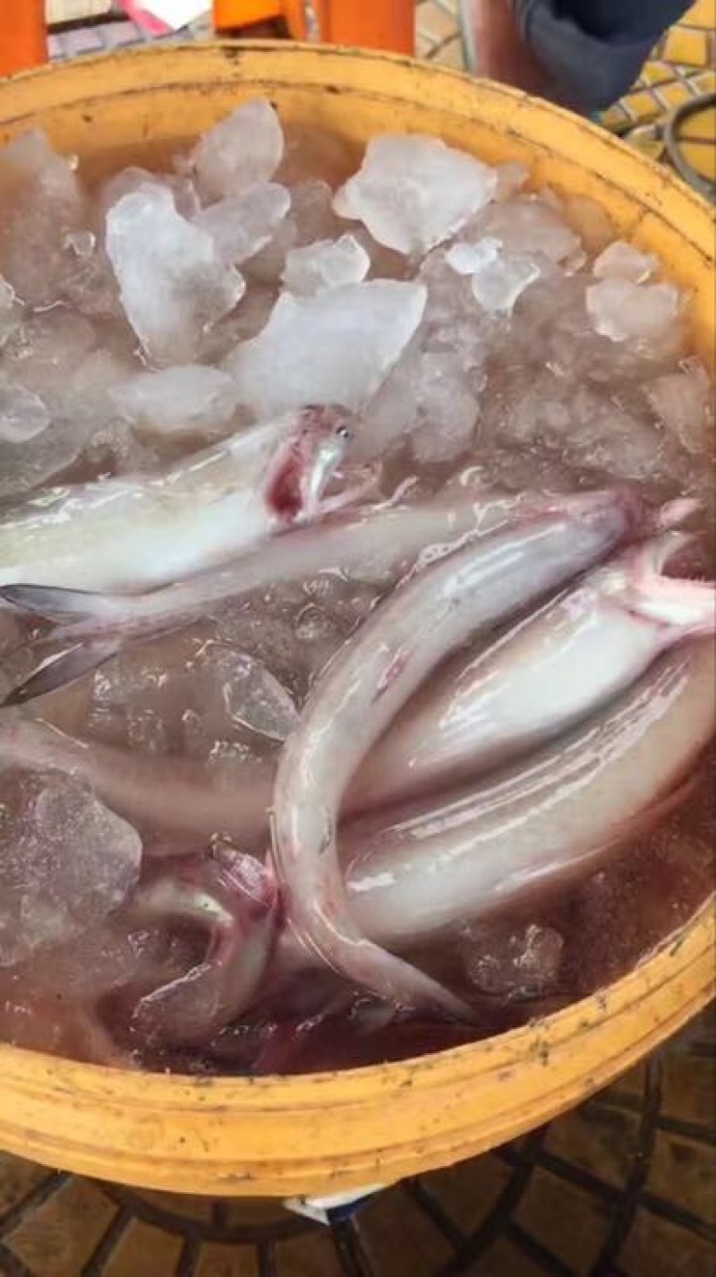 龙头鱼