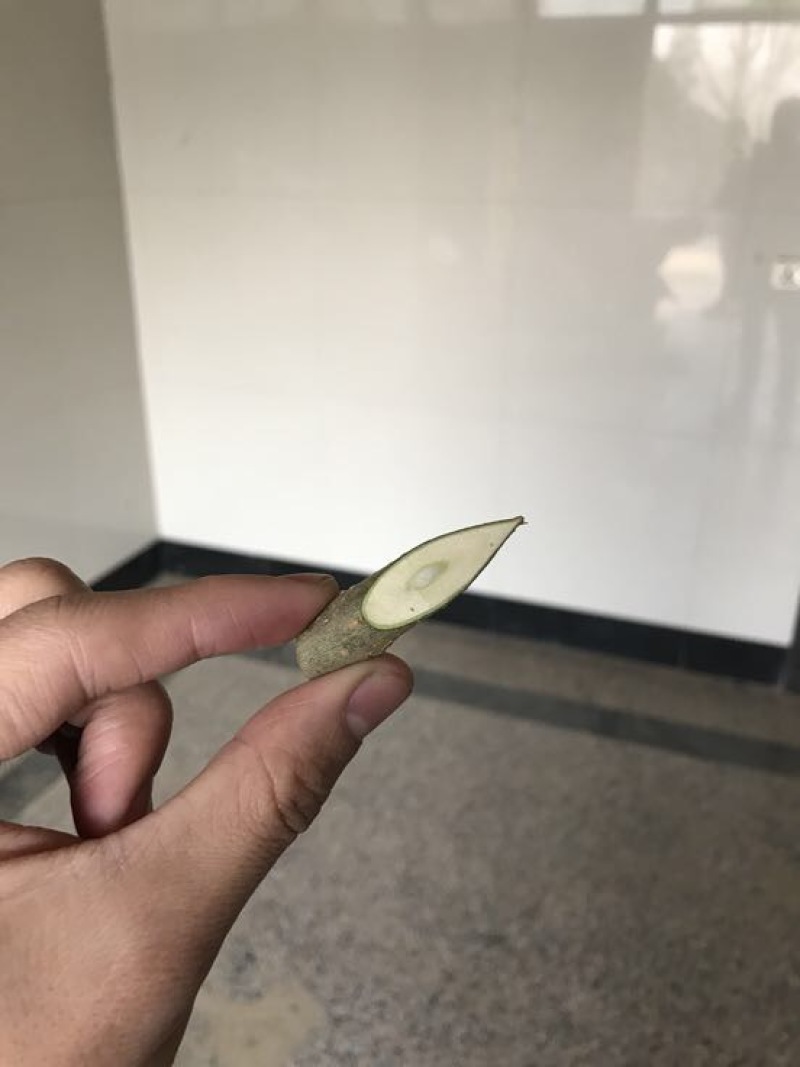 红果果桑桑树苗嫁接苗包对版