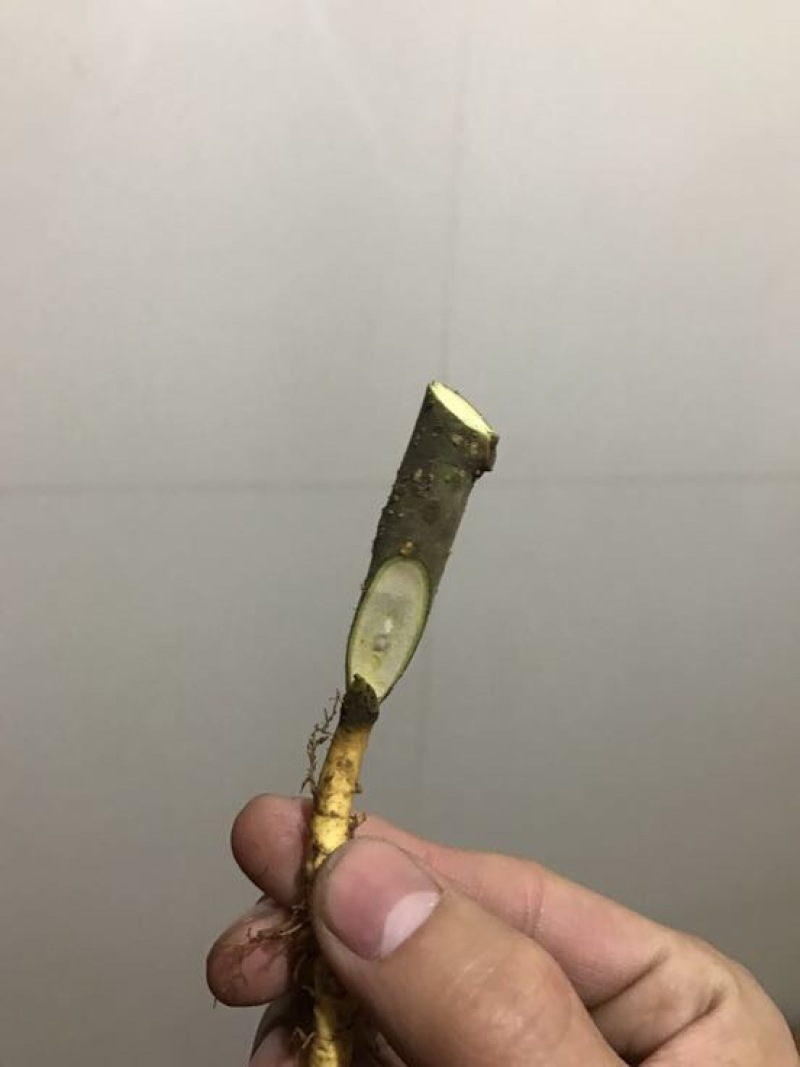 红果果桑桑树苗嫁接苗包对版