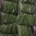 菜花青梗散花
