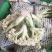 菜花青梗散花