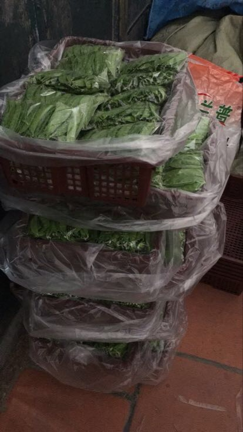 菜花青梗散花