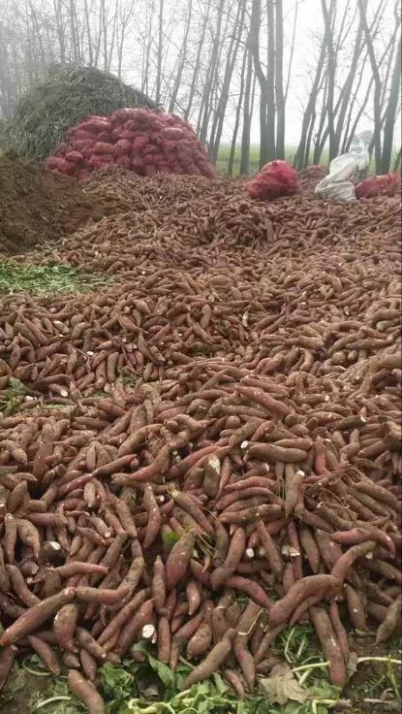 红薯粉条细粉